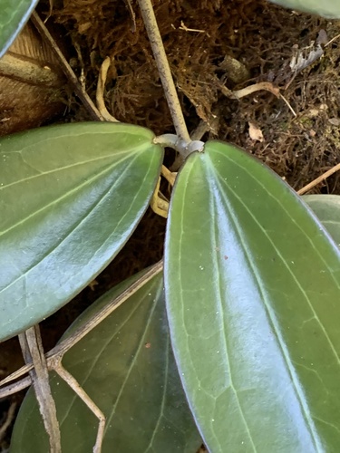 Hoya nicholsoniae observed 2026-09-16