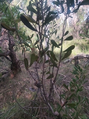 Hakea laevipes laevipes