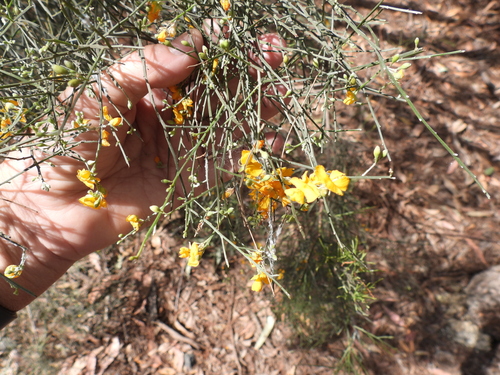 Jacksonia scoparia, photograph 6