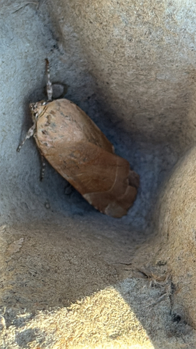 Broad-bordered Yellow Underwing