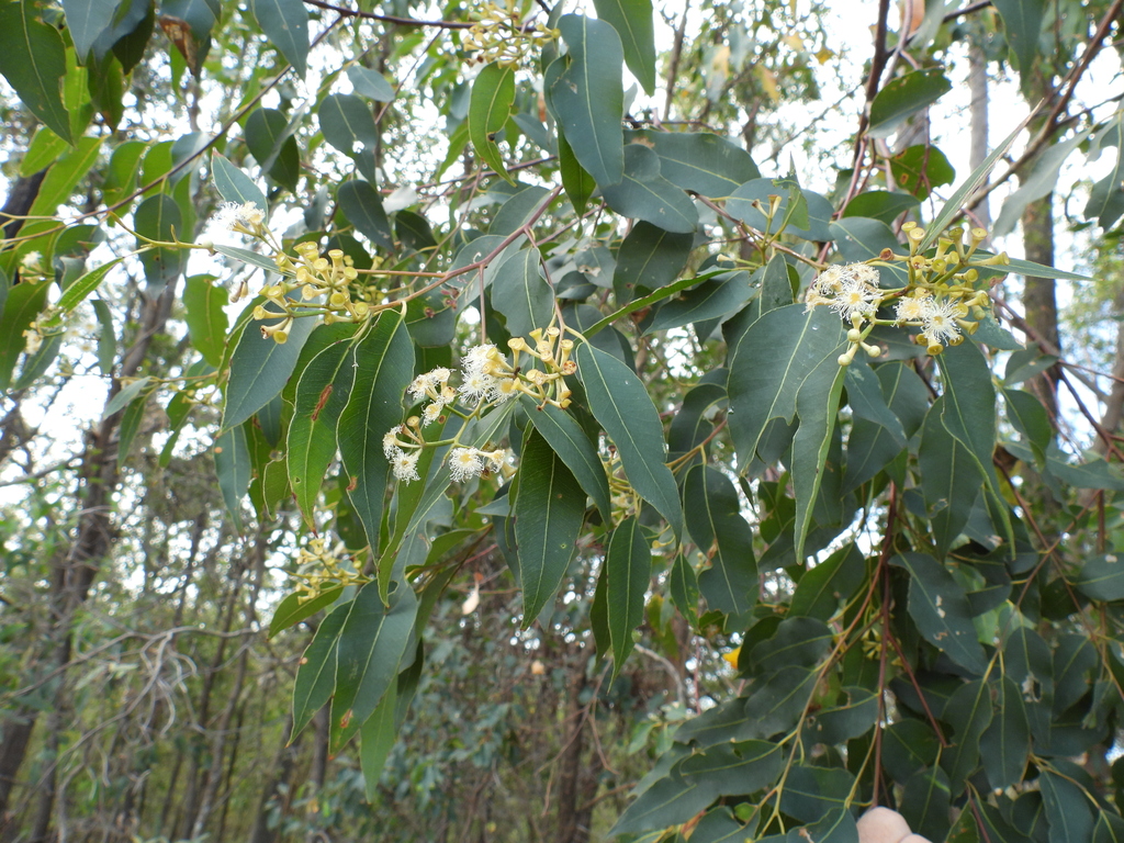 Eucalyptus microcorys; photograph (c) Mark Clarke, some rights reserved (CC BY)