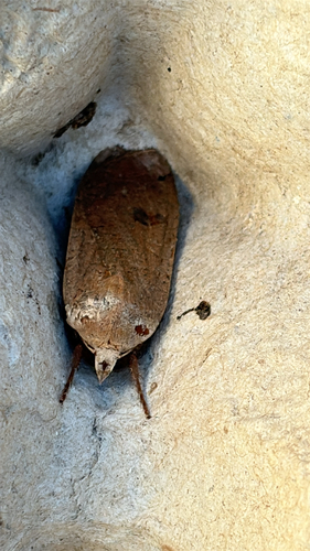 Large Yellow Underwing