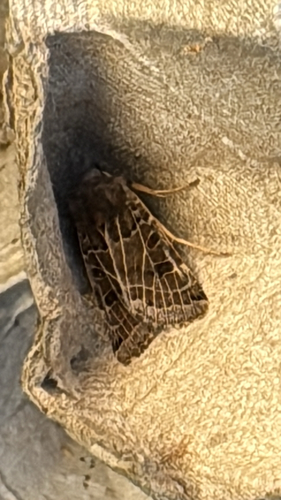 Lunar Underwing