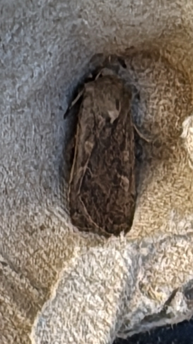 Square-spot Rustic