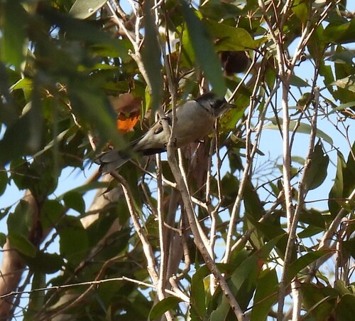 Carterornis leucotis, 2026-09-16