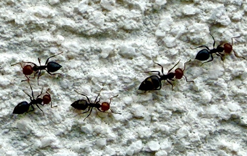 Mediterranean Acrobat Ant