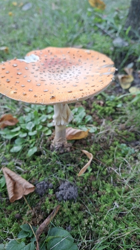 Fly Agaric