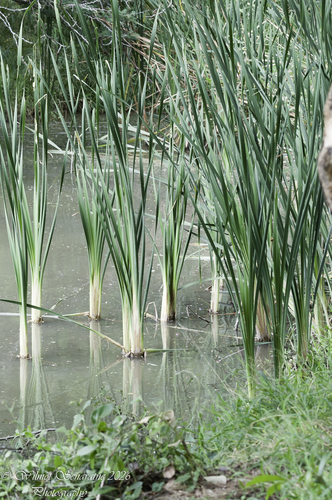 Typha capensis