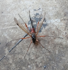 Tanyptera atrata