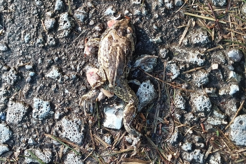 Common Spadefoot