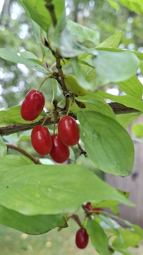 Cornelian cherry