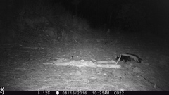 Mephitis mephitis estor