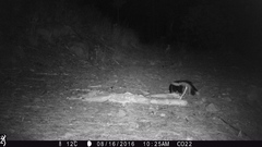 Mephitis mephitis estor