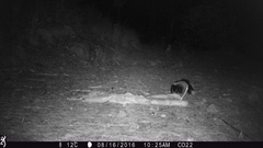 Mephitis mephitis estor