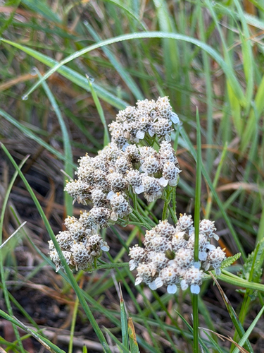 common yarrow