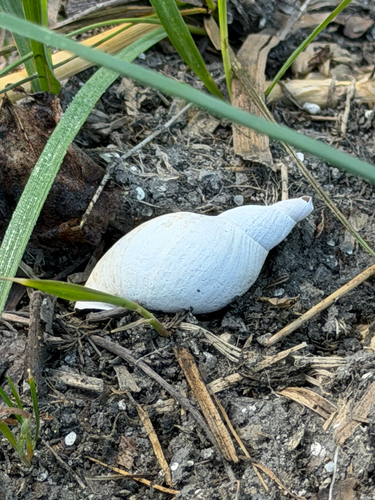 Great Pond Snail