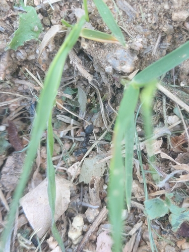 Japanese Wood Ant