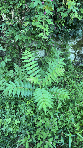 tree-of-heaven