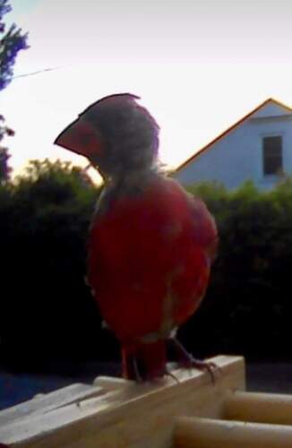 Northern Cardinal