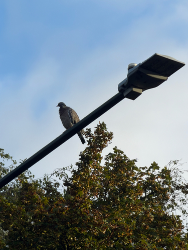 Common Wood-Pigeon