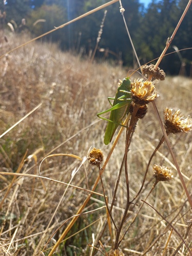 Great Green Bush-cricket