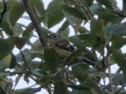 Goldcrest