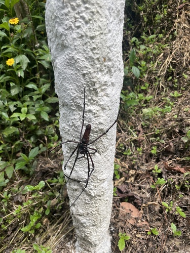 Giant Golden Orbweaver
