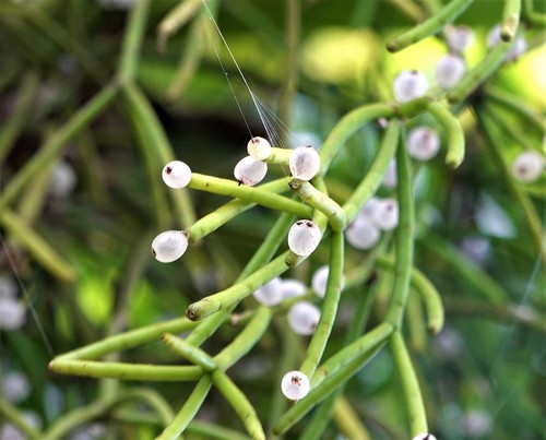 Mistletoe Cactus