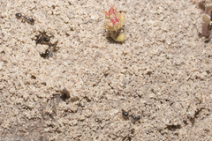 Monomorium ergatogyna