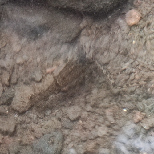 Macrobrachium australe observed 2026-09-14