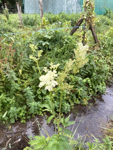Meadowsweet