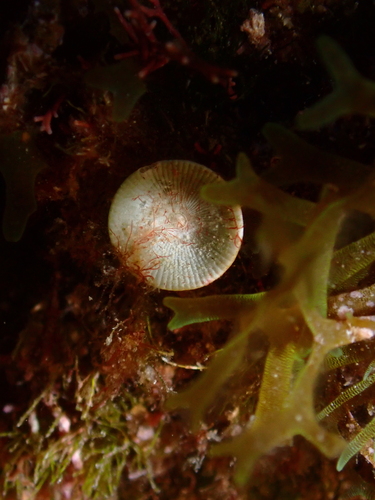 Acetabularia observed 2026-09-15