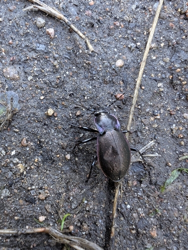 Bronze Ground Beetle