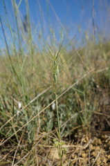 Aegilops biuncialis