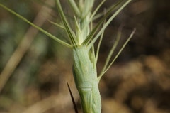 Aegilops biuncialis