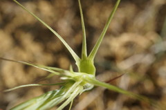 Aegilops biuncialis