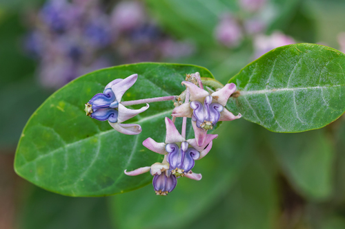 crown flower