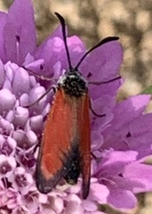 Zygaena rubicundus