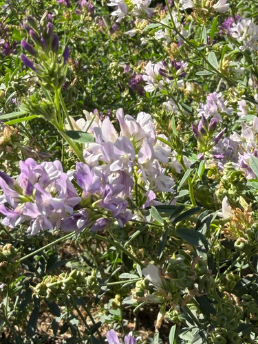 Alfalfa