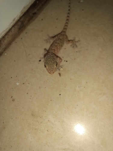 Moorish Gecko