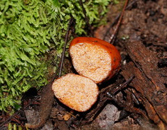 Zelleromyces