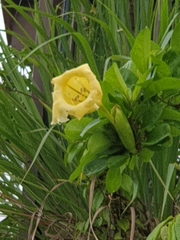 Solandra
