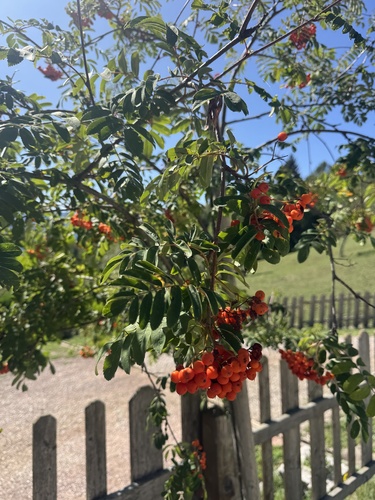 European mountain ash