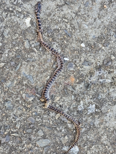 Red-banded Snake