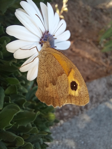 Meadow Brown