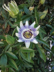 Passiflora caerulea