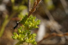 Valerianella muricata