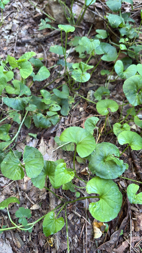 curved-stemmed violet