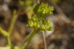 Valerianella muricata