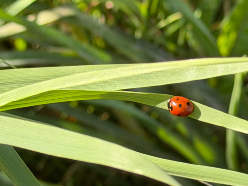 Seven-spotted Lady Beetle